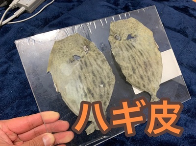 駿河湾で釣りしてます❗️:自作サビキ×魚皮コレクション×ハギ皮( *´艸｀)