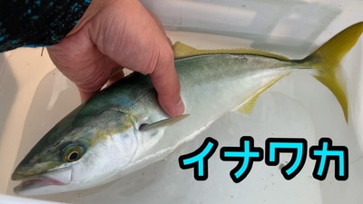 イナダにとどかん×イナワカ❗️×サッパ開幕♪( ´θ｀)ノ