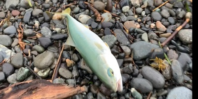 ショアジギング×駿河湾×安定の１尾(￣▽￣)