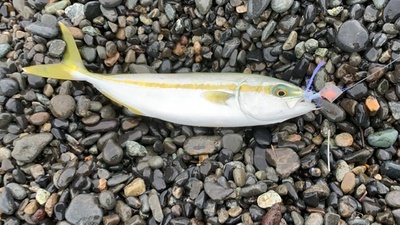 青物ボコボコ×３回連続×ツ抜けジグサビキ(∩´∀｀)∩