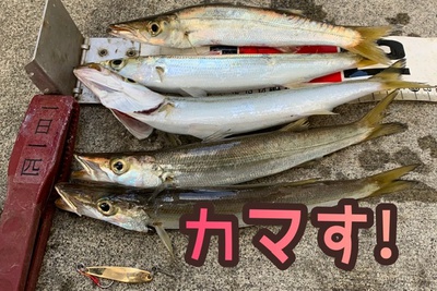 今日もカマス❗️×仕事前×行ってきた♪( ´θ｀)ノ