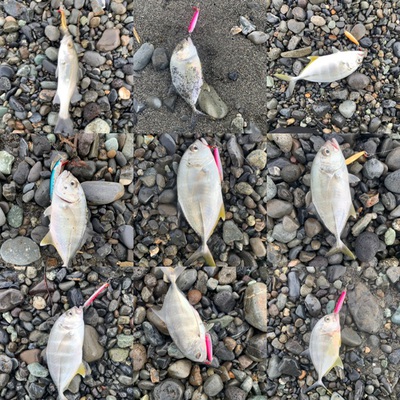 メッキ無双×サーフでトータル×20匹超え