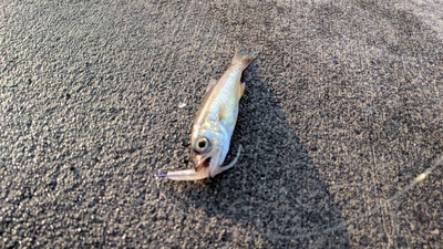 カマして×バラして×裏方釣査ｗ