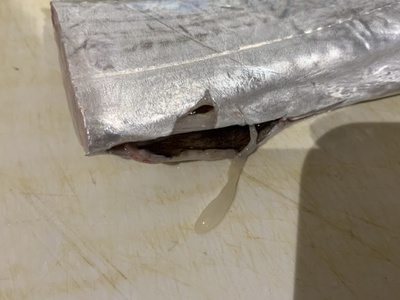 寄生虫❗×サナダ？×タチウオから(ﾟＡﾟ;)ｺﾞｸﾘ