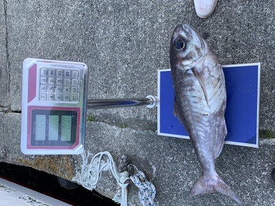 仲間が釣ったトンジギで釣ったメダイ