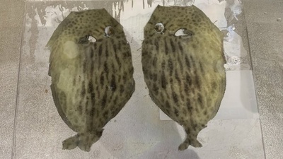 カワハギ❗️×むいちゃいました×はぎ皮(=´∀｀)