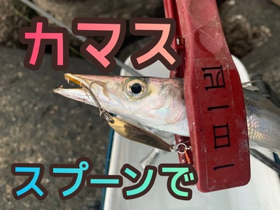 カマス❗️×回遊遅め？×これからに期待(≧◇≦)