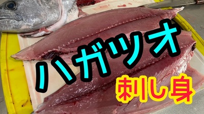 ハガツオの刺し身