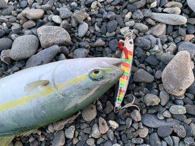 駿河湾で釣りしてます 青物 ツ抜け 自作ジグサビキも