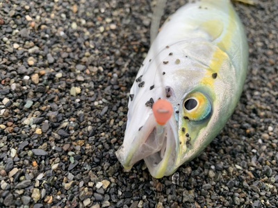 ひと工夫×ダブルヒット！×釣果倍増！(● ˃̶͈̀ロ˂̶͈́)੭ꠥ⁾⁾