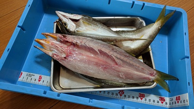 カマす！×４マス×裏方釣査w