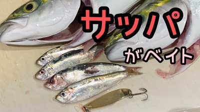 サッパ×ベイトです❗️×最近の青物(๑╹ω╹๑ )