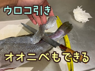 オオニベ×ウロコ引き❗️×チャレンジ(´∀｀)