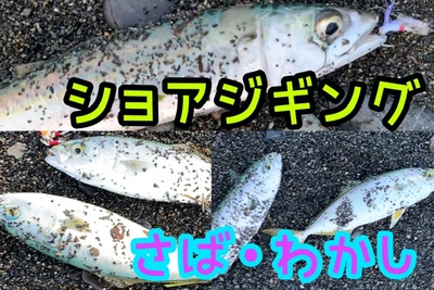 ワカダブ×サバちゃん×ワカダブd(￣ ￣)