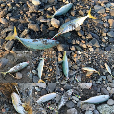 爆釣❗️×青物開幕×ジグサビキ(≧◇≦)