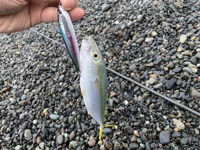 ガラスライド×青物×プラッキング
