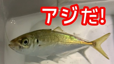 駿河湾×絶滅危惧種❗️×アジ((((；ﾟДﾟ)))))))