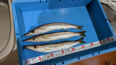 青物は任せた！×続×裏釣査！