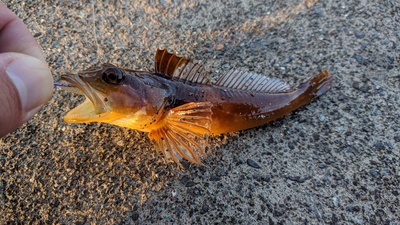 カマして×バラして×裏方釣査ｗ