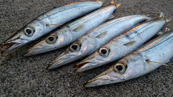 カマス×朝練×連続釣果