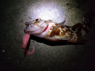 湾奥×テキサス！×悪銭苦闘（汗