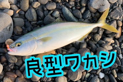 良型ワカシ×イナダまでもう少し×秋の雰囲気♪(´ε｀ )