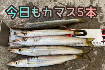 カマスきた❗️×仕事前×連続GET(=´∀｀)