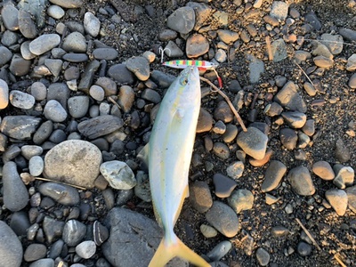 爆釣❗️×青物開幕×ジグサビキ(≧◇≦)