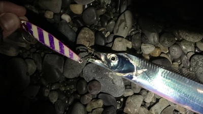 タチウオ大漁❗️×ブランカ×セルフゼブラ(≧▽≦)