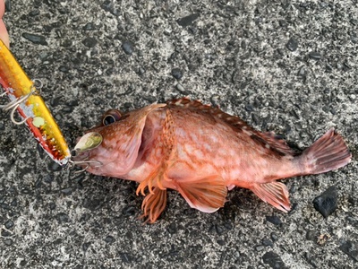 悪い習慣×ボトムをさぐって×カサゴ×1