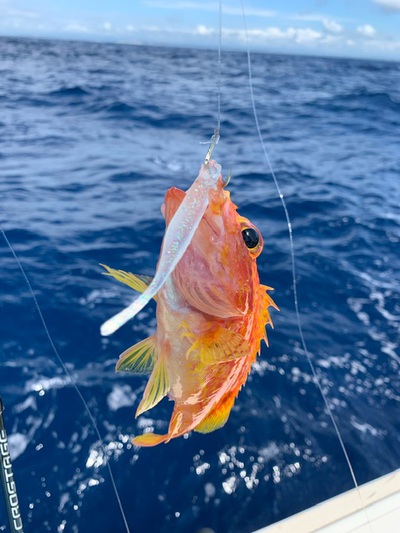 御前崎×釣り遠足×喰わせサビキ