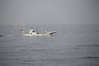 水曜日は海にいました。