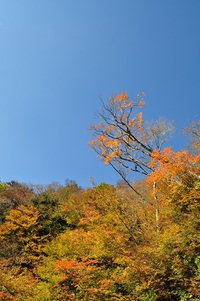 紅葉・・・