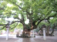 大麻はんと　君の名は・・・