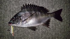 琵琶湖がだめなら淀川へ