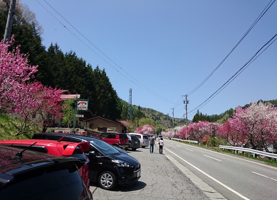 花桃祭りの弓の又オートキャンプ場　4月28日