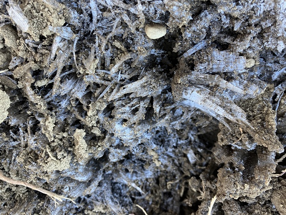 霜柱続き
