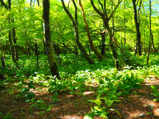 まつさか香肌１１　ラストの栗ノ木岳と修験業山