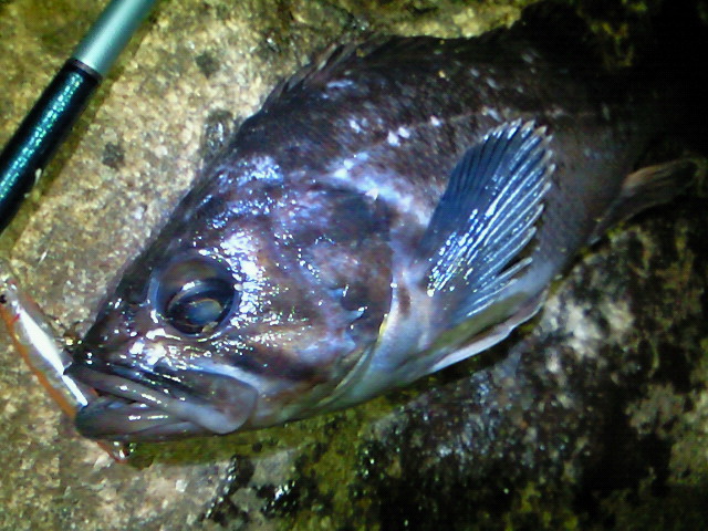 悪友とメバル釣り