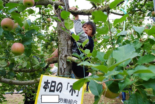 リンゴ狩り！