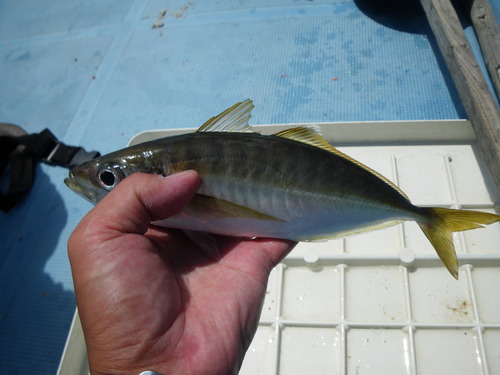 レンタルボートＤＥ出航～♪ まったり小魚祭