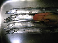 単独プチ遠征　釣れてる情報にのっかる編ｗ