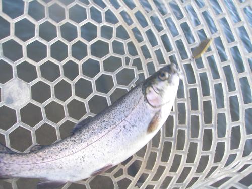 「北方ます釣り場」を攻略せよ。　最終話