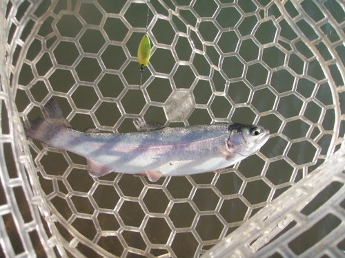 「北方ます釣り場」ラスト釣行   その１