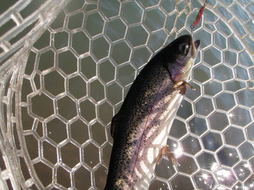 「北方ます釣り場」ラスト釣行   その１