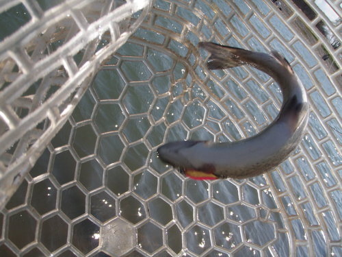 「北方ます釣り場」ラスト釣行   その１