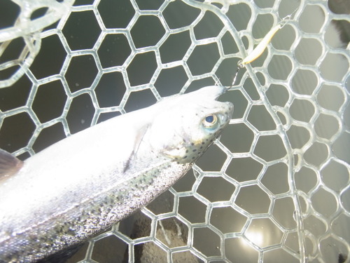 「北方ます釣り場」いいんじゃない！？　その２