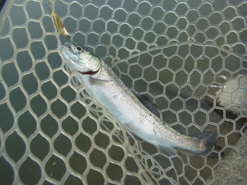 「北方ます釣り場」いいんじゃない！？　その２
