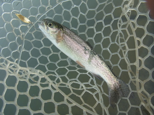 「北方ます釣り場」いいんじゃない！？　その２