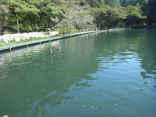 「醒ヶ井養鱒場」　残暑厳しい1日